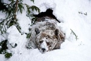 FINLAND-ANIMAL-BEAR